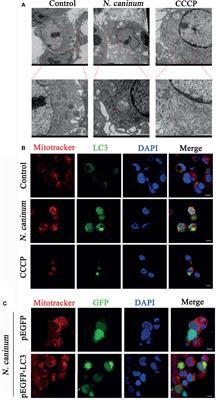 Neospora caninum Evades Immunity via Inducing Host Cell Mitophagy to Inhibit Production of Proinflammatory Cytokines in a ROS-Dependent Manner